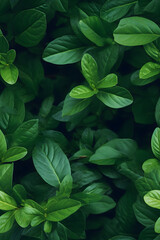 Fototapeta na wymiar leaves nature background, closeup leaves texture, tropical leaves, seamless pattern