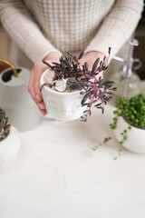 Woman holding Potted othonna capensis house plant in white ceramic pot