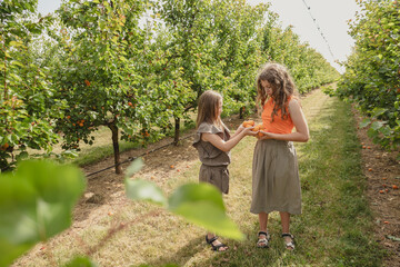 Two Girls harvesting juicy apricots in an orchard.harvest