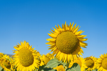Fototapeta premium sunflower plant in bloom in the field and blue sky on a sunny day