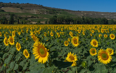sunflower field in Castilla Leon, Spain