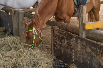 head of a beautiful horse eating grass at the equestrian center