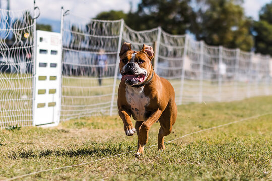 Happy American Bulldog running lure course dog sport in sun