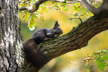 A black squirrel sitting on a tree in autumn days.