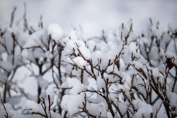 tree branches covered with snow against the background of the natural sky in winter