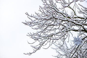 Fototapeta na wymiar tree branches covered with snow against the background of the natural sky in winter