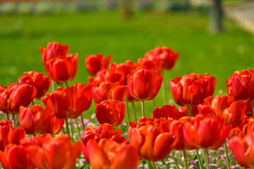 Obraz premium tulipani rossi su prato verde