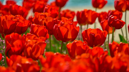 tulipani rossi su prato verde
