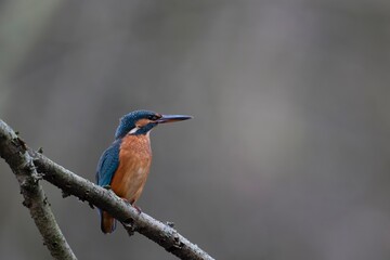 kingfisher on branch