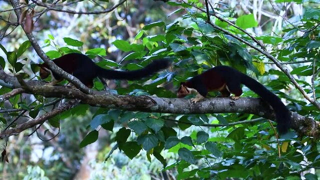 A pair of Malabar giant squirrel(Ratufa indica) on a tree in the jungle jumping 
