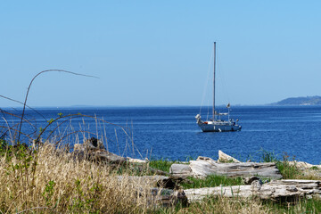 Sailboat in calm waters under a blue sky with a foreground of driftwood on a beach in Vashon...