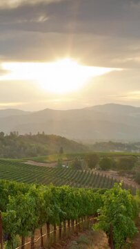 vineyard at sunset. Vertical design in 9:16 ratio for smartphone and social media