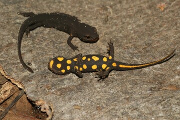 Closeup on 2 juvenile of the endangered Hongkong warty newt Paramesotriton hongkongensis juveniles sitting on wood , with belly pattern shown