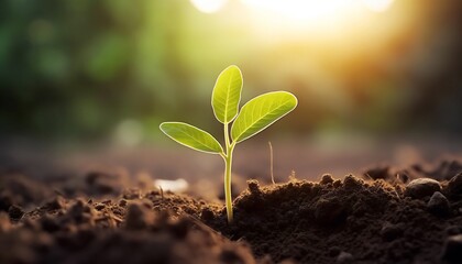 The seedlings grow from fertile soil and the morning sun shines. Green sprouts growing from seeds