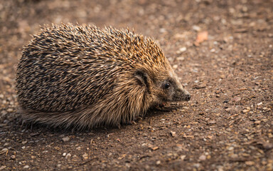 Braunbrustigel (Erinaceus europaeus)