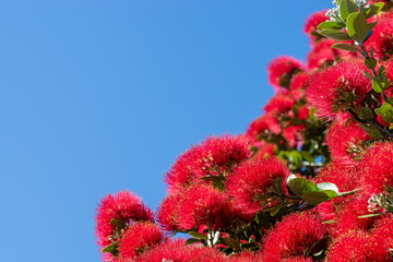 Striking red flowers of the summer flowering New Zealand Pohutukawa tree photographed against a clear blue sky.