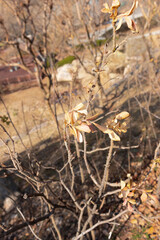 겨울나무에 매달린 낙엽