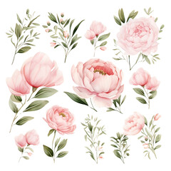 Fototapeta premium Watercolor Pink Peony flower for wedding card Clipart Collection on a transparent background 