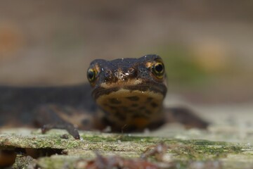 Closeup on a terrestrial common European smooth newt, Lissotriton vulgaris, sitting in the garden