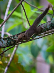 Oriental squirrel on tree branch