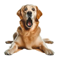 Fotobehang Cute golden retriever dog with open mouth isolated on transparent background. The dog is looking and shocked. © Mickey