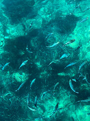 Mediterranean, fish, sea, turquoise