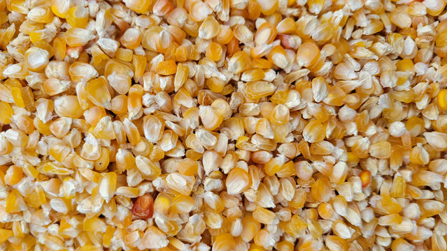 Corn seeds background, Cron seeds texture