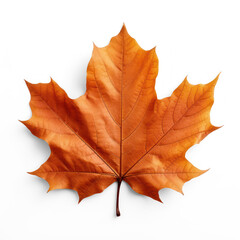 autumn maple leaf on isolate transparency background, PNG
