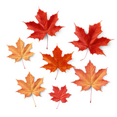 Naklejka na ściany i meble Collection of autumn leaves on isolate transparency background, PNG