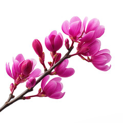 Redbud flower on isolate transparency background, PNG