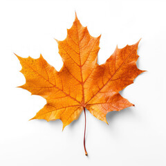 Naklejka na ściany i meble autumn maple leaf on isolate transparency background, PNG