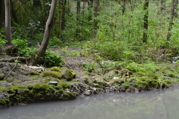Beautiful mystical forest covered with moss on the banks of the creek Shofet in Israel