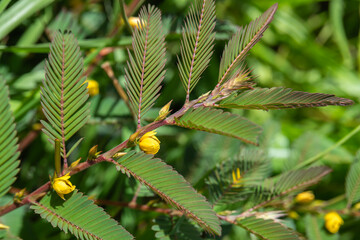 Close up of a branch and yellow flowers of the Common Partridge Pea, Golden Cassia, Sensitive Plant...