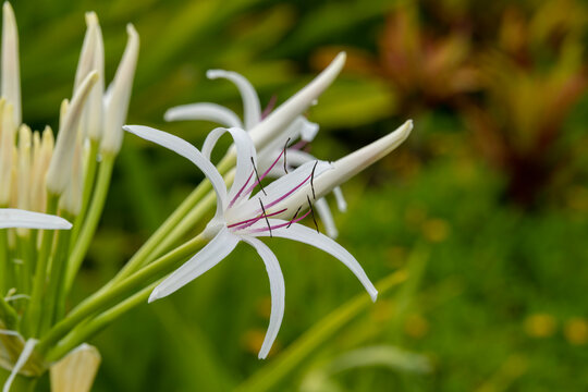 Close up of the white flower of Poison Bulb, Giant Crinum Lily, Grand Crinum Lily, or Spider Lily, scientific name Crinum asiaticum in Kauai, Hawaii, United States.
