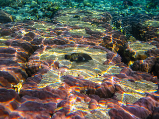 Cephalopholis argusб Peacock garrupa or garrupa-argus in the expanse of the coral reef of the Red Sea