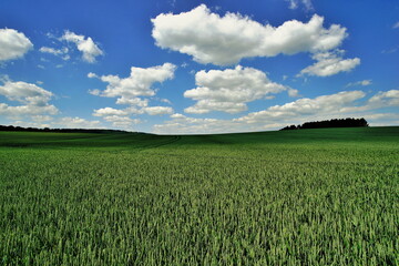agriculture,wheat field,landwirtschaft,weizenfeld