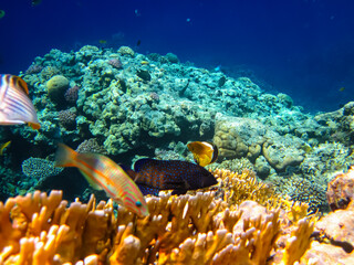 Cephalopholis argusб Peacock garrupa or garrupa-argus in the expanse of the coral reef of the Red...