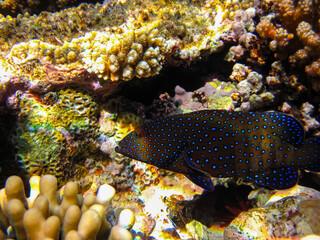 Cephalopholis argusб Peacock garrupa or garrupa-argus in the expanse of the coral reef of the Red...