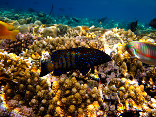 Cephalopholis argusб Peacock garrupa or garrupa-argus in the expanse of the coral reef of the Red Sea