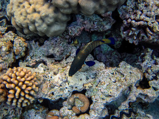 Cephalopholis argusб Peacock garrupa or garrupa-argus in the expanse of the coral reef of the Red...