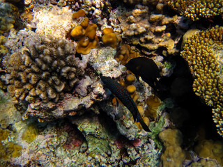 Fototapeta na wymiar Cephalopholis argusб Peacock garrupa or garrupa-argus in the expanse of the coral reef of the Red Sea