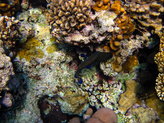 Cephalopholis argusб Peacock garrupa or garrupa-argus in the expanse of the coral reef of the Red...
