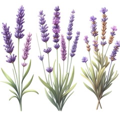 lavender flower plant with leaves watercolor paint on white for greeting card wedding design