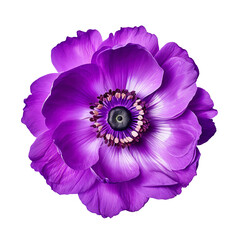 Purple flower isolated on transparent background Remove png, Clipping Path, pen tool