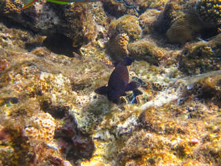 Cephalopholis argusб Peacock garrupa or garrupa-argus in the expanse of the coral reef of the Red Sea