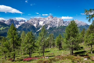 View from Stiergarten mountain in Sexten dolomites on famous Dreischusterspitze mountains, South tyrol, italy. Beautiful blue sky, fir trees and blooming pink alpine roses all around. - obrazy, fototapety, plakaty