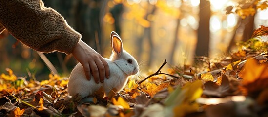 A man s hand strokes a small rabbit Autumn style. Creative Banner. Copyspace image