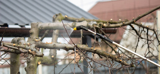 Spraying trees from pests with chemical or ecological means. Spraying detail.