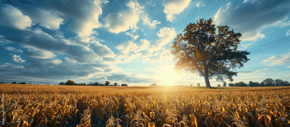 Poster corn field in clear day corn tree with blue cloudy sky. creative banner. copyspace image