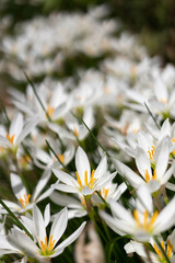 Beautiful white flowers with green leaf in garden, zephyranthes candida with common names that...